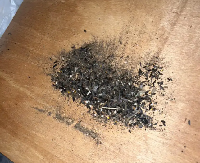 ハクビシン駆除作業の現場写真