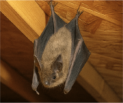 コウモリ